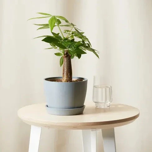 Mini Money Tree